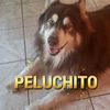 64dogpeluchito.husky