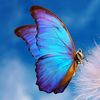 butterfly2512