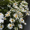 bambi184_