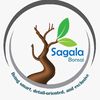 sagalabonsai