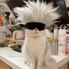 five_tiou_cat