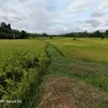 lehdin_95