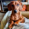 littlecharlieslifeand