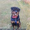 rottiemom003