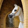 ramy7009