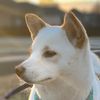 bookdog307