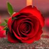 nahad.foze