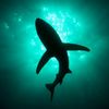 sharkdark_1