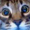 marsbarshifter