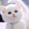 lis_na62