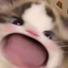 thgapoo