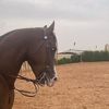 abdulelah..96