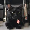 shorithecat