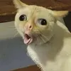 lob_zzz