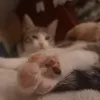 sofiyatyan666