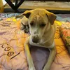 tonjun_kannapha