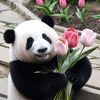 pandazzlish