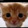 meowmeowmeowmeowmeow175