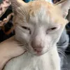 _thahngan