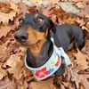 flokithesausage