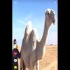 barrak111
