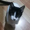 shujimui