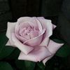 rosepender768