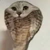 browhatthehellareyoudoin