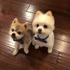 doglady111