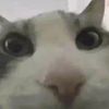ignwombat