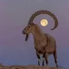 ahmadii999988