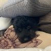 adorablycon