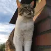 wuelibert1