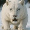 sidiki_ndiaye