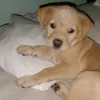 sofi_vikk