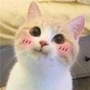 ahappycatto