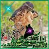 bndr_31