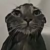 mistercat13