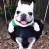 luisito_descomunicador98