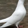 awaisbutt2522