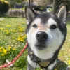 meko0607124