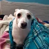 fiolettabaffy