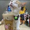 cat_0_0_1