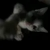 miky_pivo