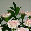lrp0_2