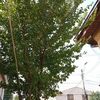 mariadumitru9656
