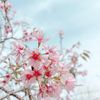 trieu_hoai_an