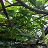 AN NHIÊN TỰ TẠI