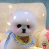 mytkdcjf123