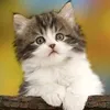 😽